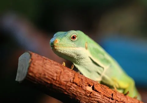 Green iguana Stock Photos