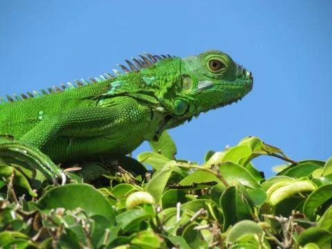 Green Iguana Stock Photos