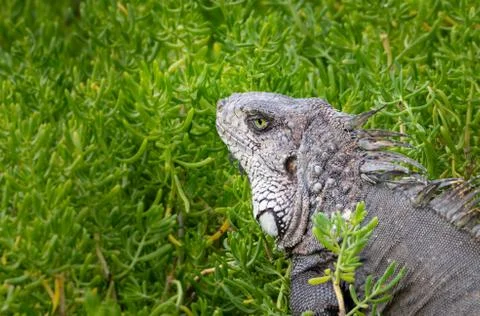 Green iguana Stock Photos