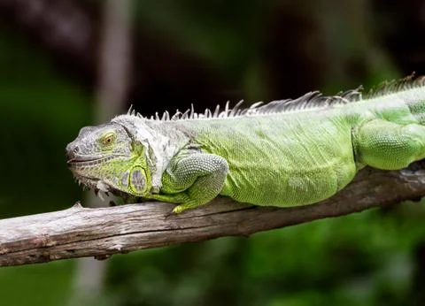 Green iguana Stock Photos