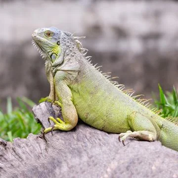 Green iguana Stock Photos