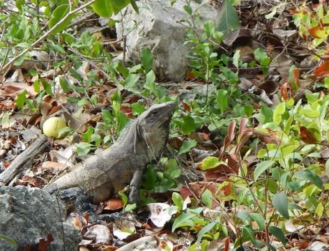 Green Iguana Stock Photos