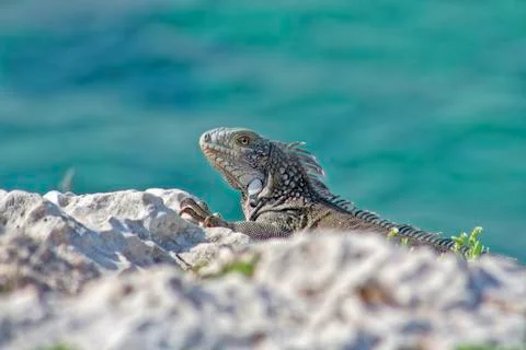 Green iguana Stock Photos