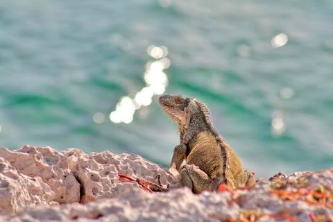 Green iguana Stock Photos