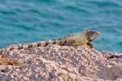 Green iguana Stock Photos