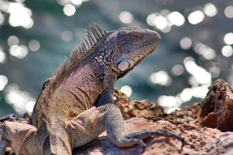 Green iguana Stock Photos