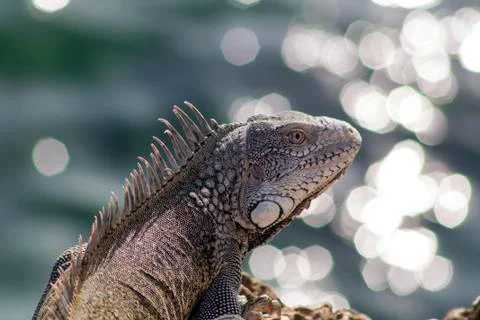Green iguana Stock Photos