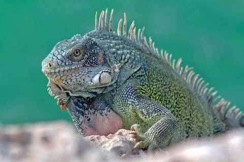 Green iguana Stock Photos