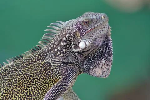 Green iguana Foto stock