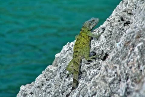 Green iguana Stock Photos