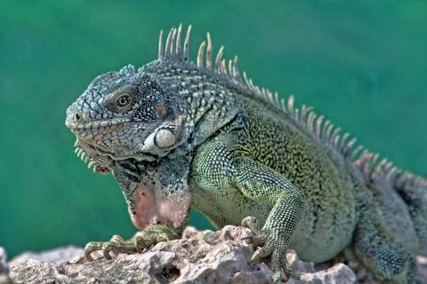 Green iguana Stock Photos