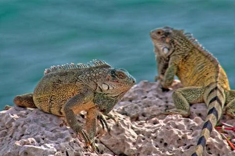 Green iguana Stock Photos