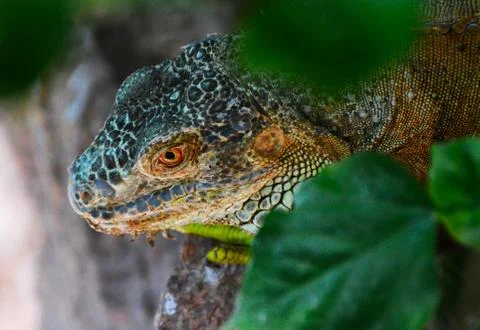 Green iguana Stock Photos