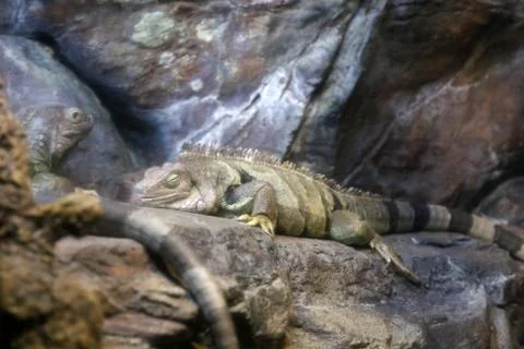 Green iguana Stock Photos
