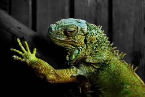 Green Iguana Foto stock