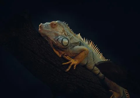 Green Iguana Stock Photos