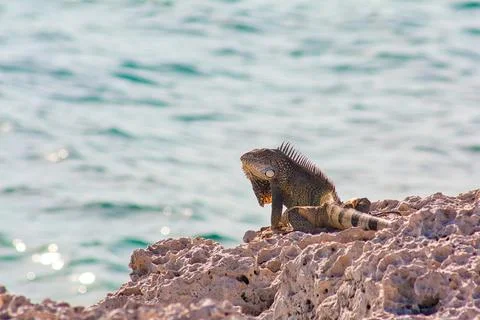 Green iguana Stock Photos