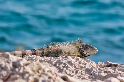 Green iguana Stock Photos