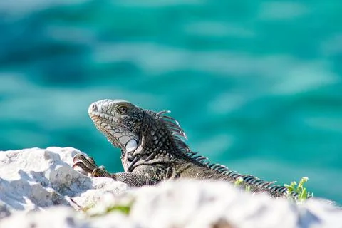 Green iguana Stock Photos