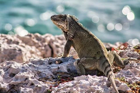 Green iguana Stock Photos