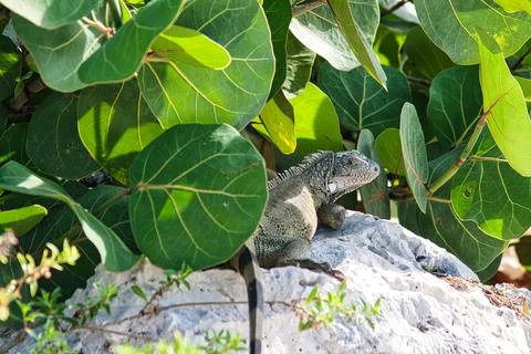 Green iguana Stock Photos
