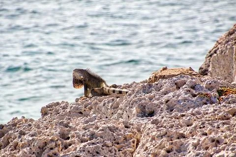 Green iguana Stock Photos