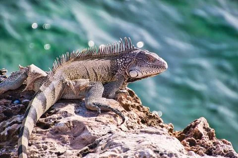 Green iguana Stock Photos