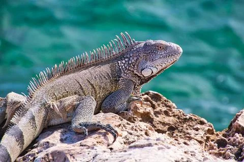 Green iguana Stock Photos