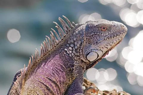 Green iguana Stock Photos