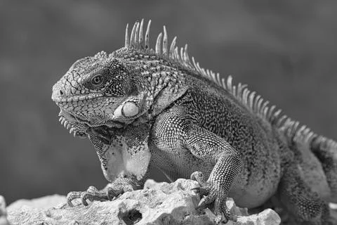 Green iguana Stock Photos