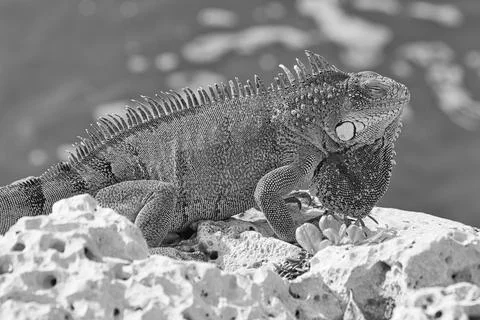 Green iguana Stock Photos