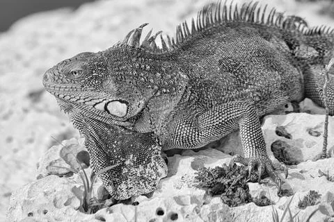 Green iguana Stock Photos