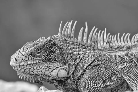 Green iguana Stock Photos