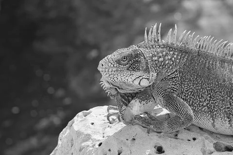 Green iguana Stock Photos