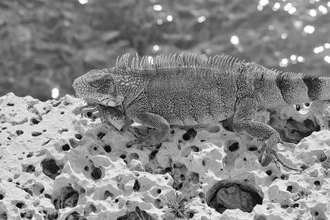 Green iguana Foto stock