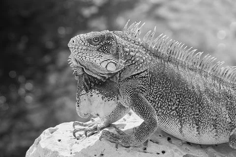 Green iguana Stock Photos