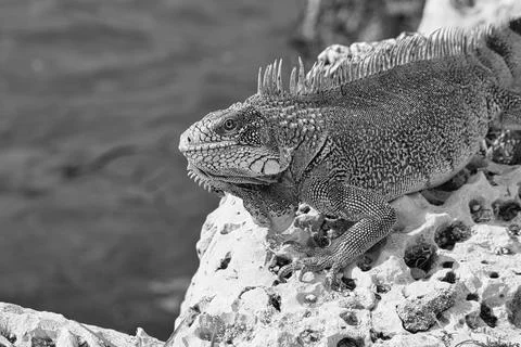 Green iguana Stock Photos