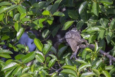 Green iguana Stock Photos