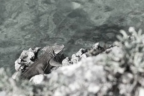 Green iguana Stock Photos