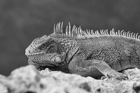 Green iguana Stock Photos