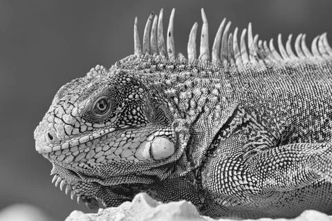 Green iguana Stock Photos