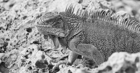 Green iguana Stock Photos