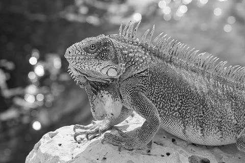 Green iguana Stock Photos