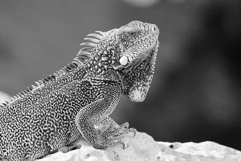 Green iguana Stock Photos