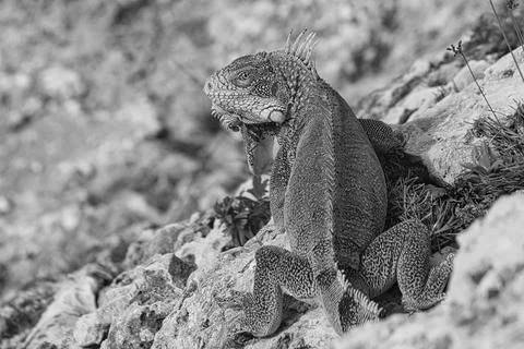 Green iguana Foto stock