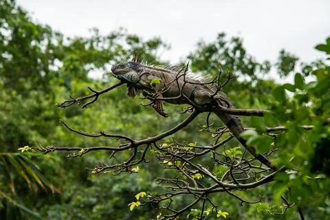 Green Iguana 스톡 사진