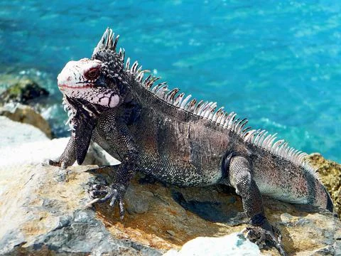 Green Iguana Stock Photos