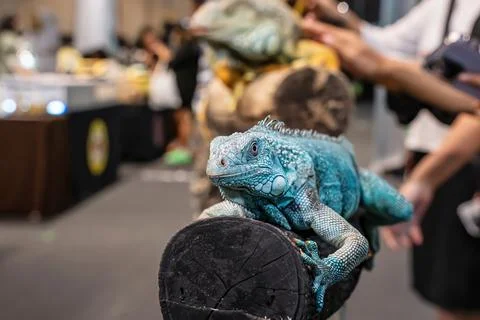 Green Iguana Foto stock