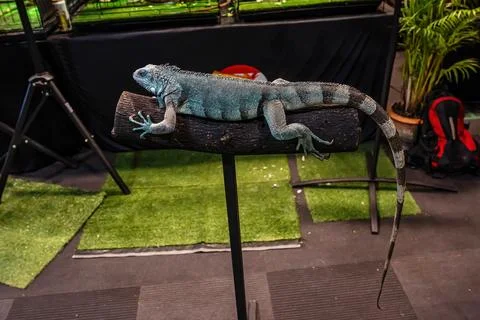 Green Iguana Foto stock