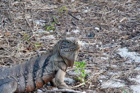 Green iguana Stock Photos